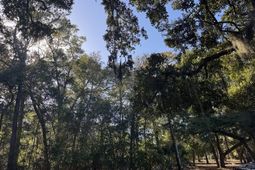 8785 Palmetto Road photo 4