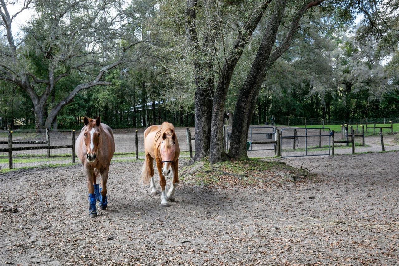 22301 Coronado Somerset Drive, Sorrento, FL 32776 Photo