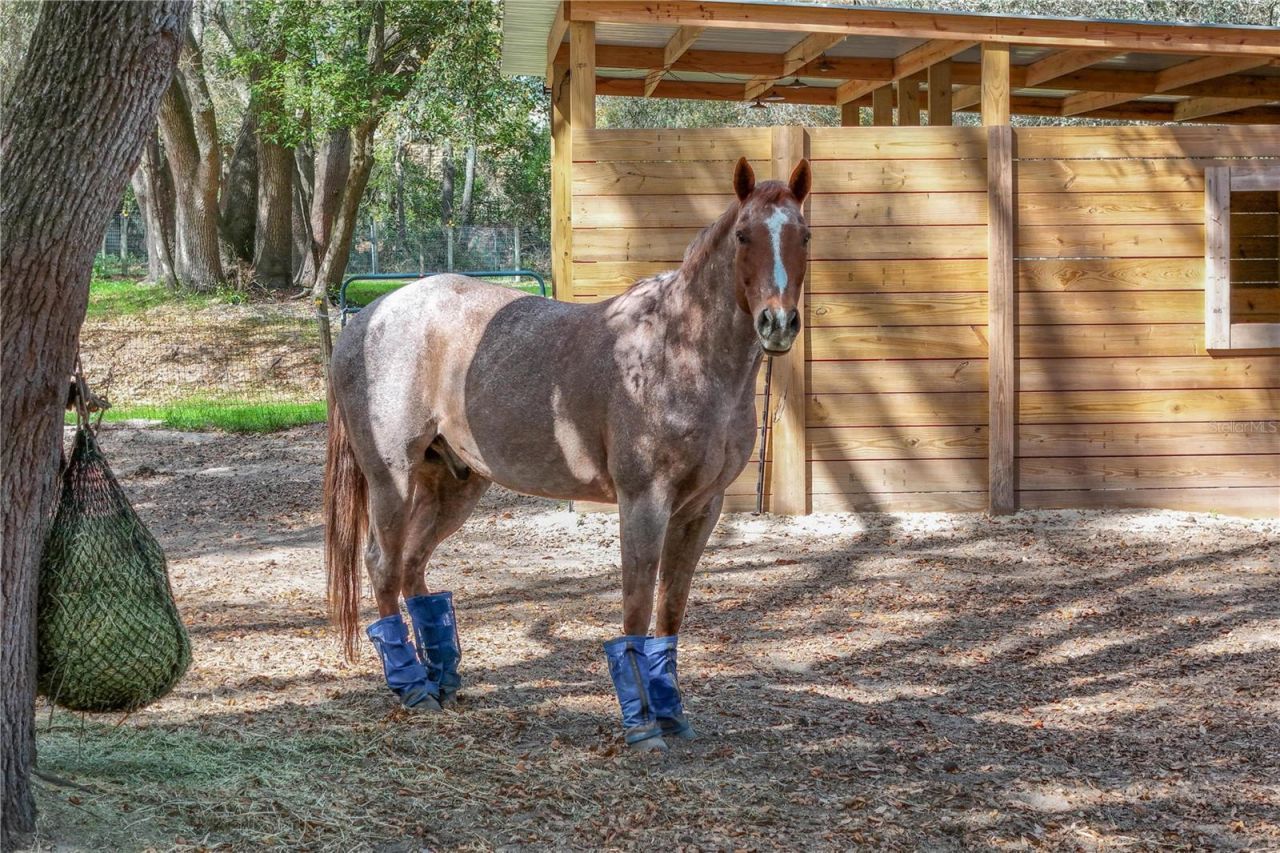 22301 Coronado Somerset Drive, Sorrento, FL 32776 Photo