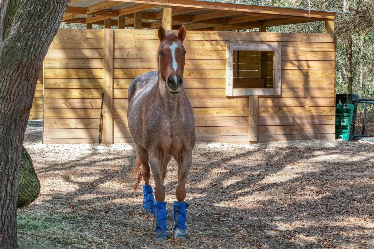 22301 Coronado Somerset Drive, Sorrento, FL 32776 Photo