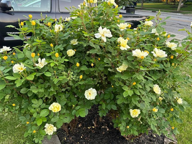 846 Executive Boulevard, Delaware, OH 43015 Photo 56