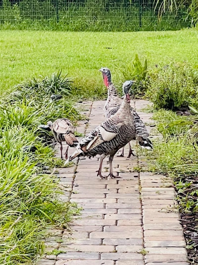 3551 Red Barn Lane , Ormond Beach, FL 32174 Photo