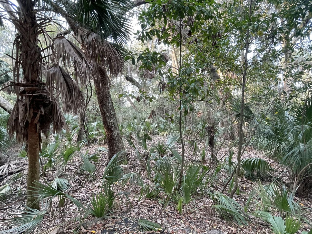 539 Oristo Ridge Photo 6