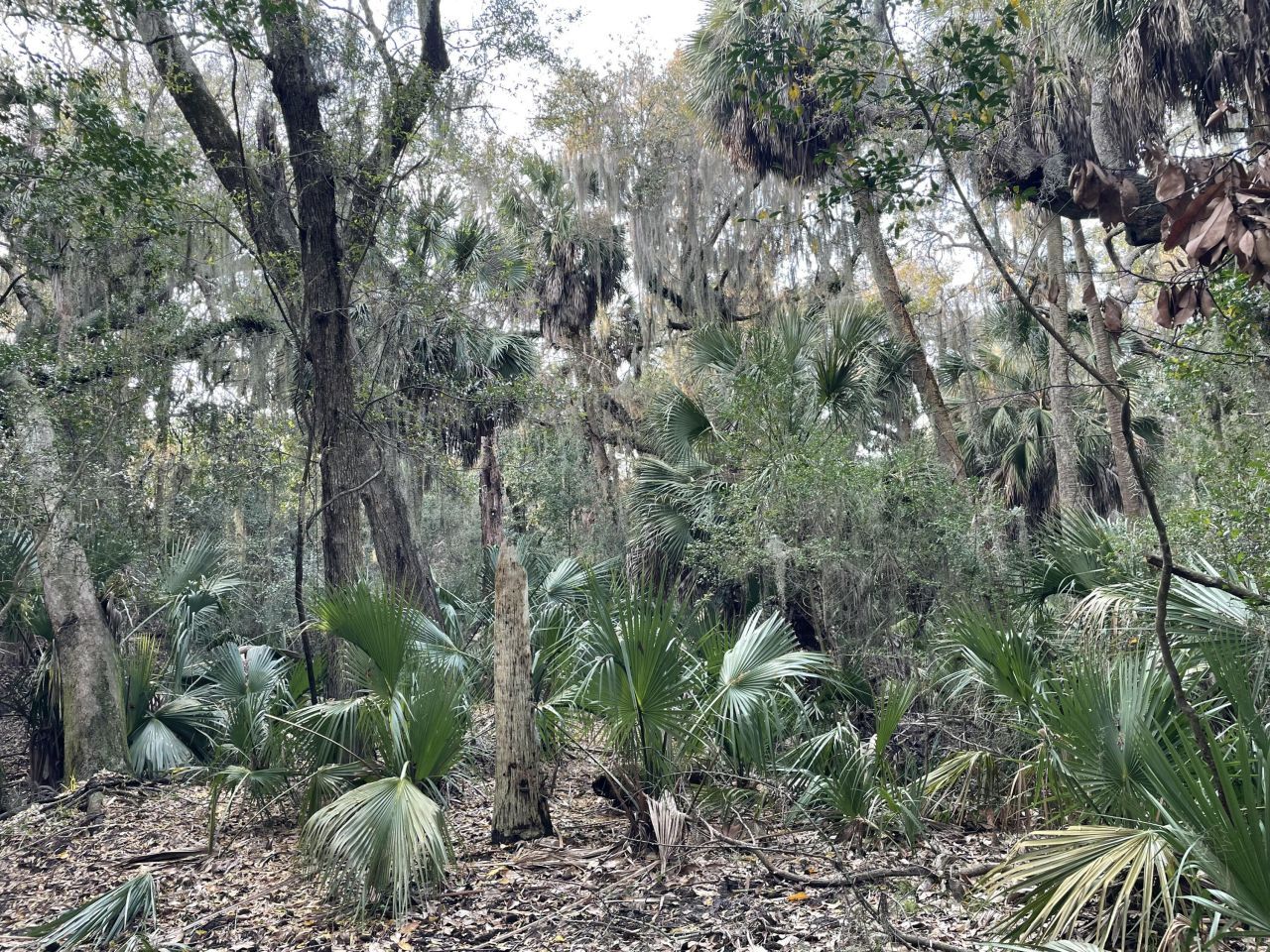 539 Oristo Ridge Photo 8