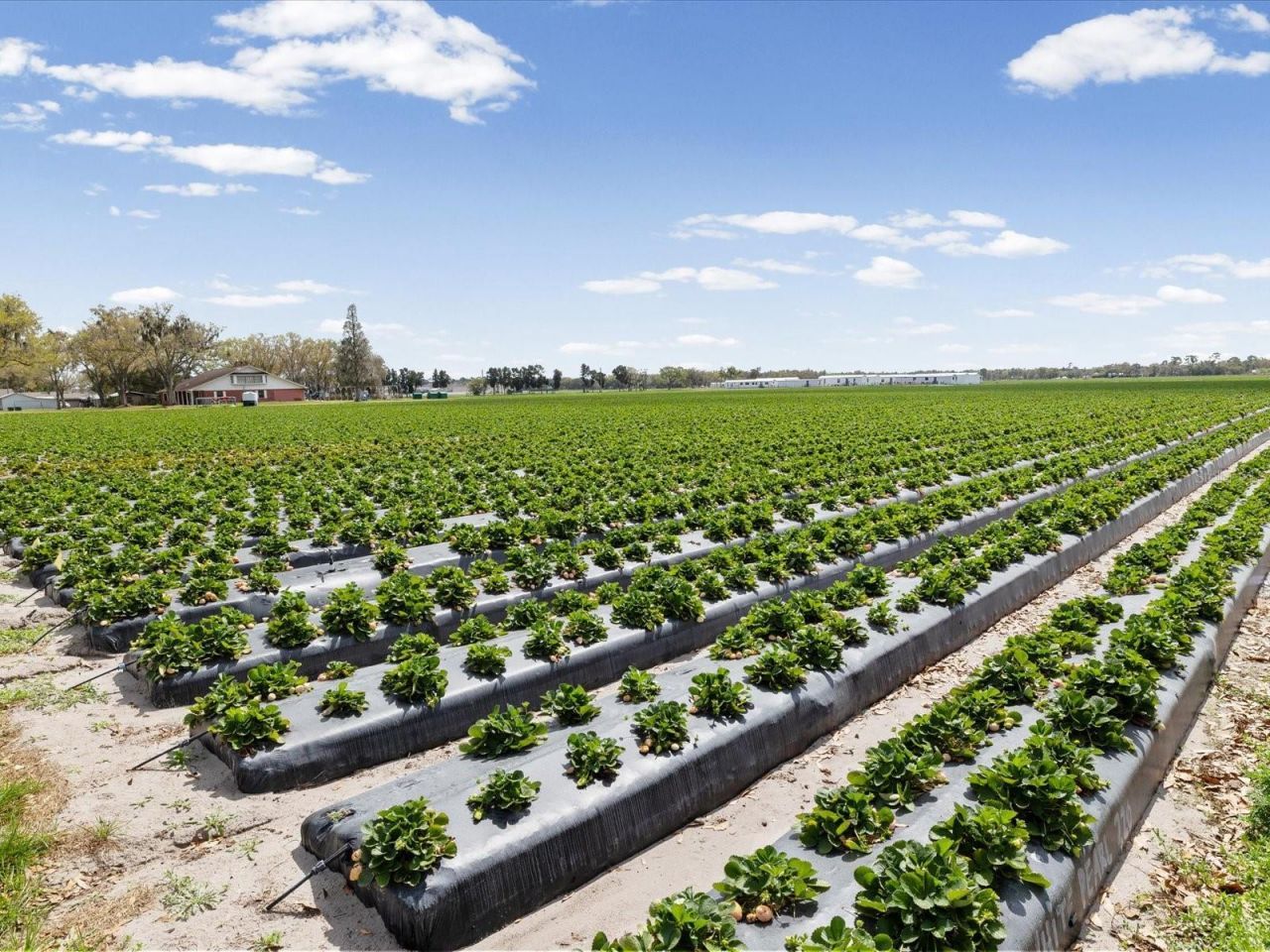 3135 S Northview Road, Plant City, FL 33566 Photo