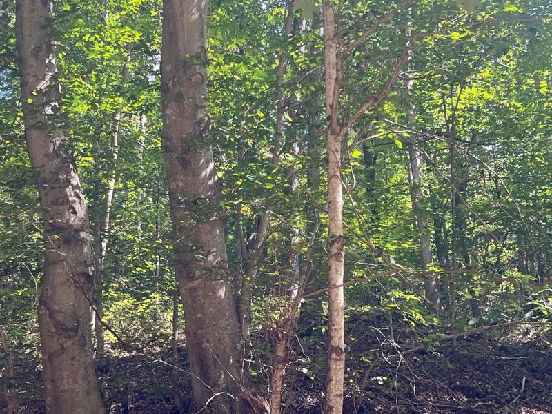 0 Goose Creek Road, South Bloomingville, OH 43152 Photo 3