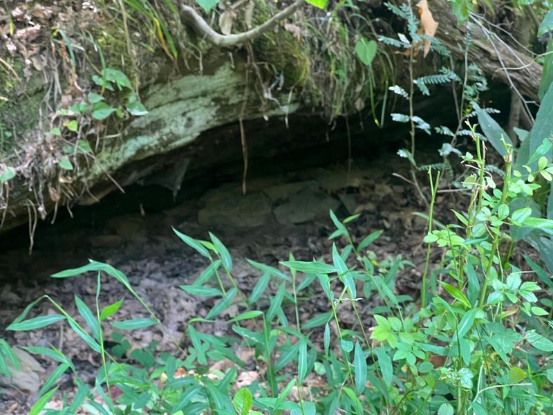 0 Goose Creek Road, South Bloomingville, OH 43152 Photo 4