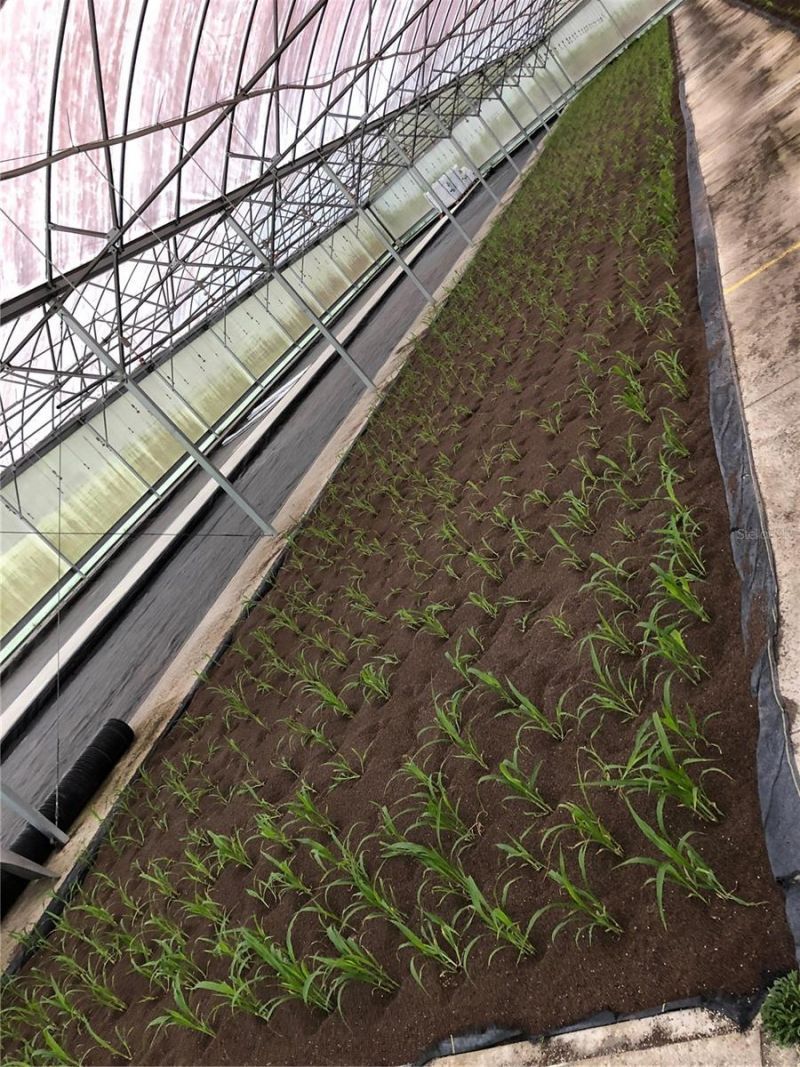 1065 S Massachusetts Avenue, Deland, FL 32724 Photo