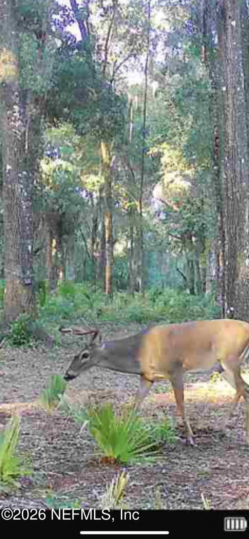 Tbd Old Welaka (parcel A) Road, Welaka, FL 32193 Photo