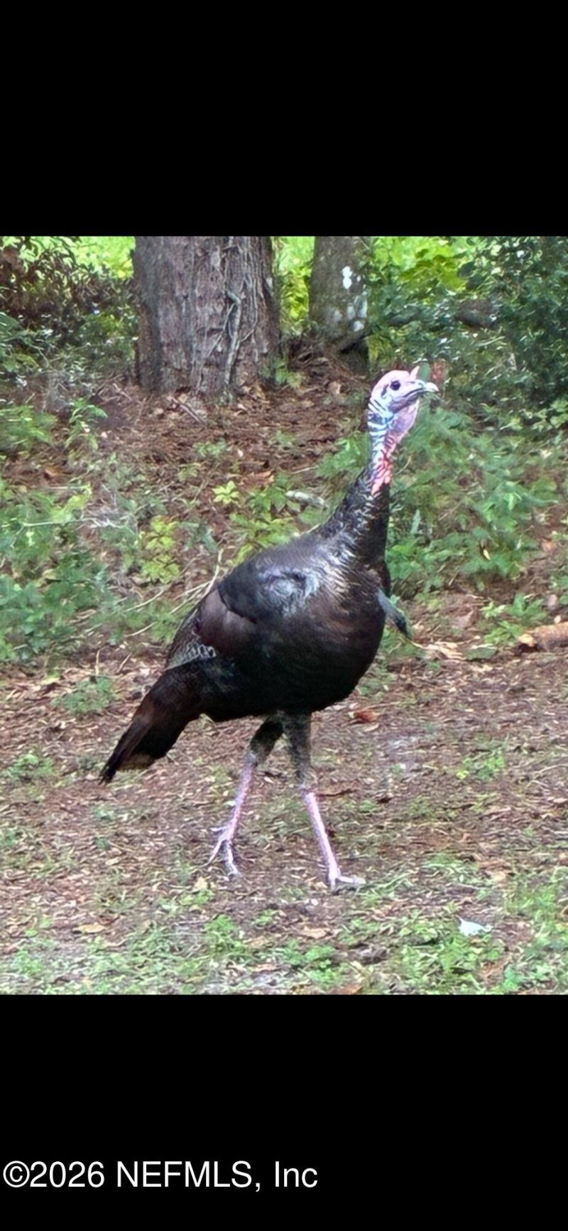 654 Old Welaka Road, Welaka, FL 32193 Photo