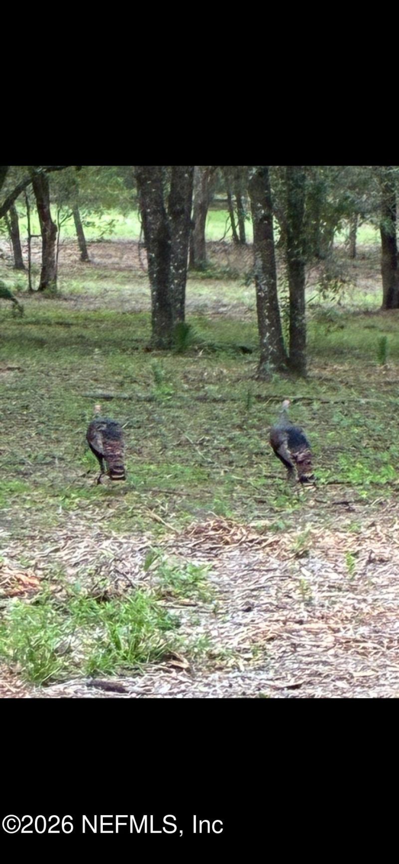 654 Old Welaka Road, Welaka, FL 32193 Photo