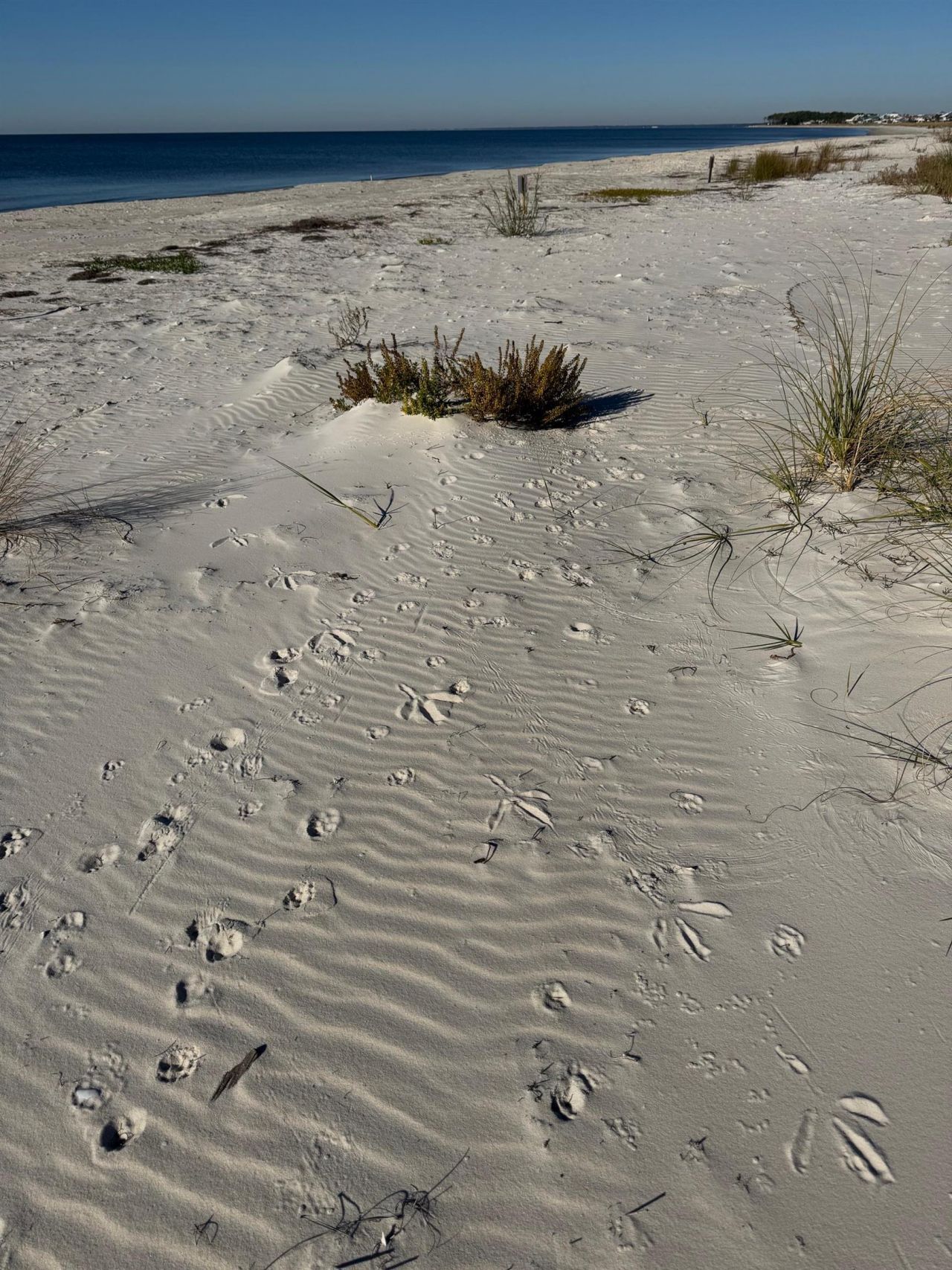 1187 Alligator Drive , Alligator Point, FL 32346 Photo