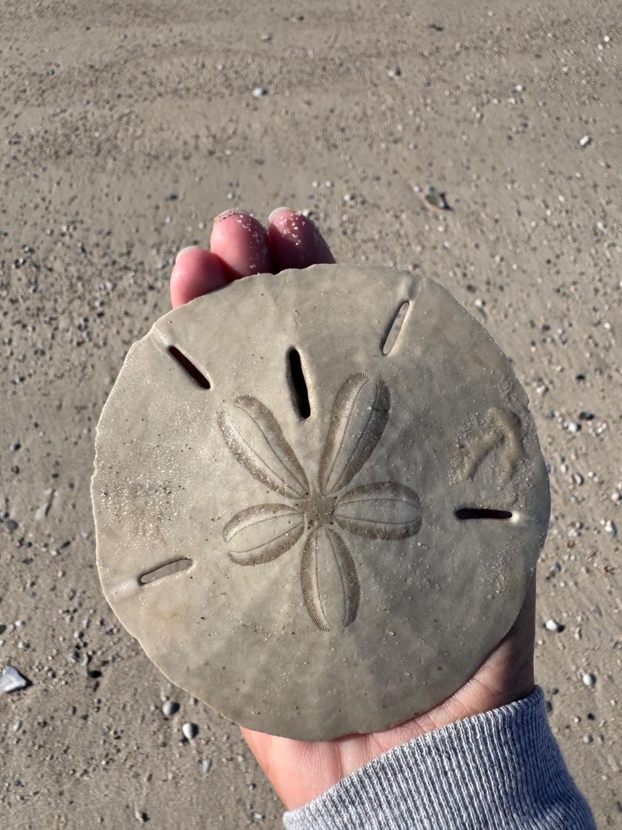 1187 Alligator Drive , Alligator Point, FL 32346 Photo