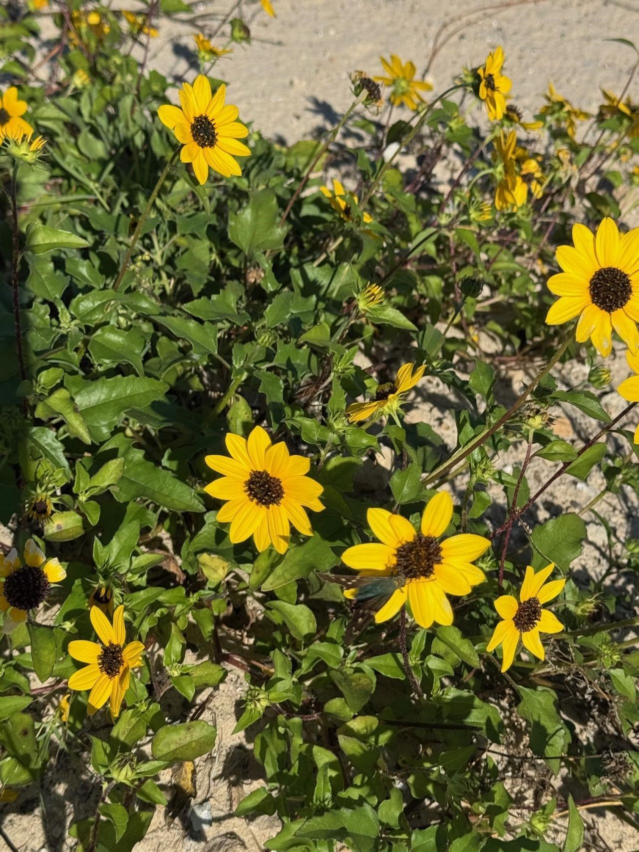 1187 Alligator Drive , Alligator Point, FL 32346 Photo