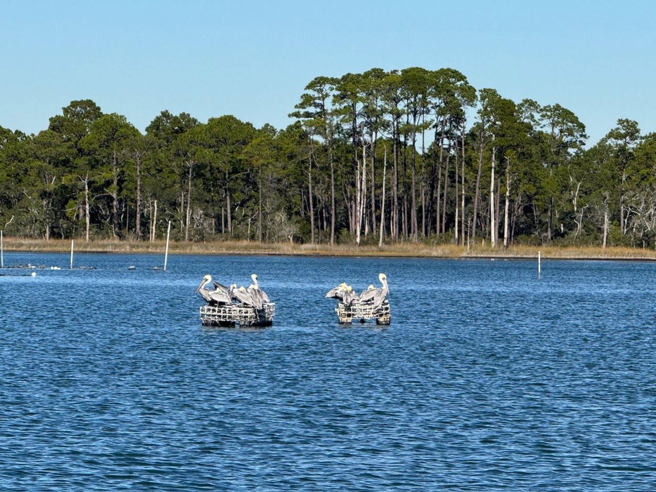 1187 Alligator Drive , Alligator Point, FL 32346 Photo