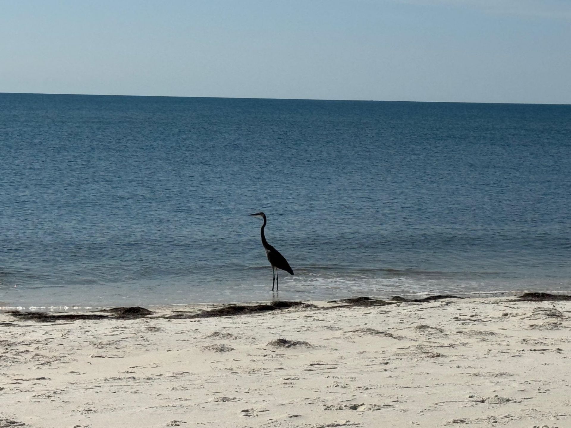 1187 Alligator Drive, Alligator Point, FL 32346 Photo