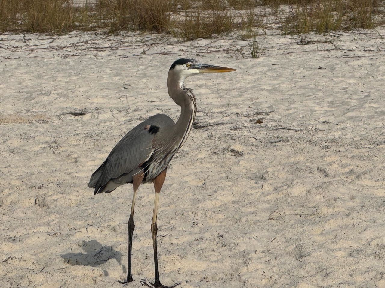 1187 Alligator Drive , Alligator Point, FL 32346 Photo