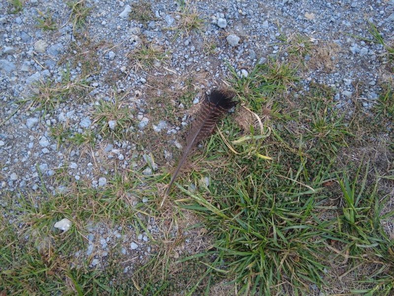 22 Richey Road, Felicity, OH 45120 Photo 10