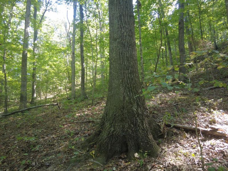 16 Black Hollow Road, Franklin Twp, OH 45660 Photo 15