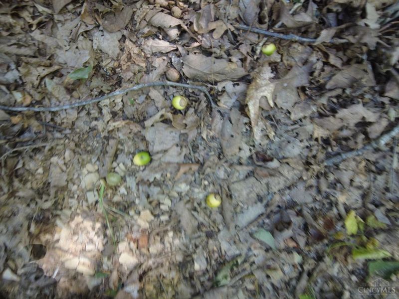 16 Black Hollow Road, Franklin Twp, OH 45660 Photo 20