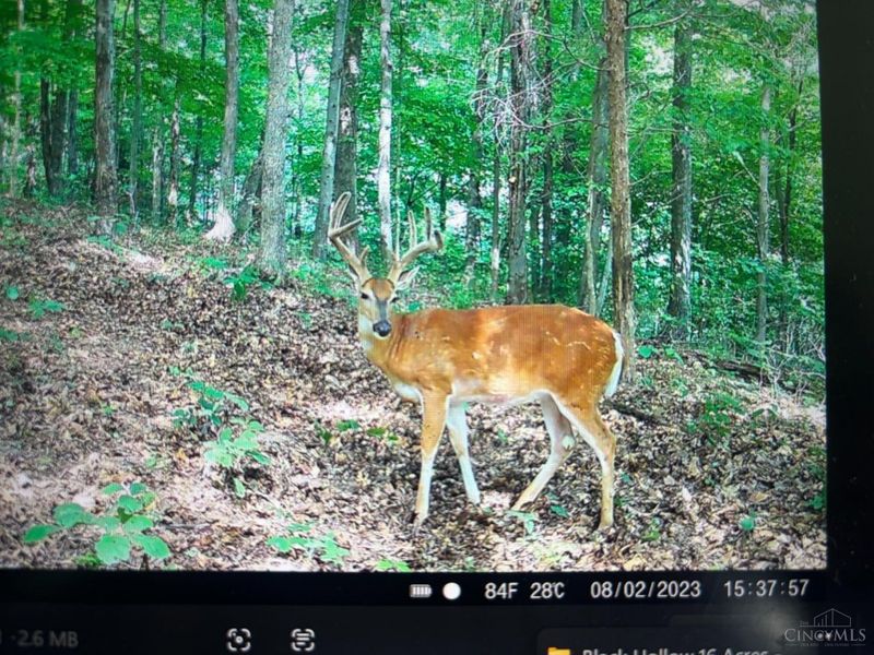 16 Black Hollow Road, Franklin Twp, OH 45660 Photo 37