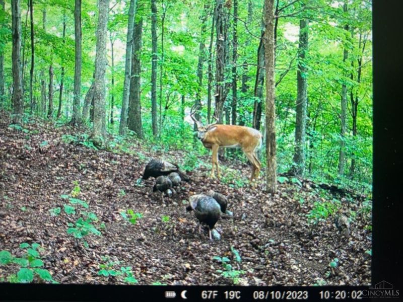 16 Black Hollow Road, Franklin Twp, OH 45660 Photo 5