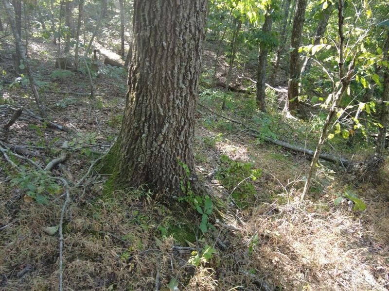 16 Black Hollow Road, Peebles, OH 45660 Photo 28