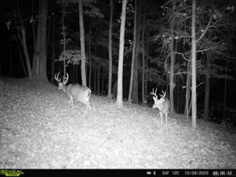 16 Black Hollow Road, Peebles, OH 45660 Photo 33