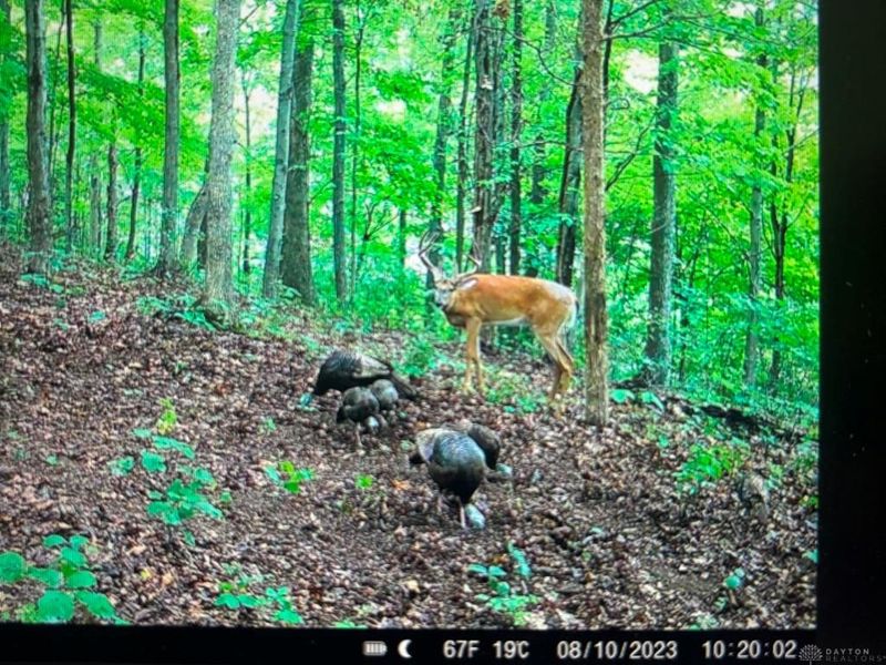 16 Black Hollow Road, Peebles, OH 45660 Photo 37