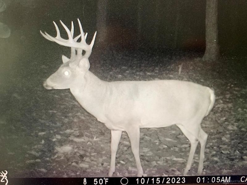 16 Black Hollow Road, Peebles, OH 45660 Photo 39