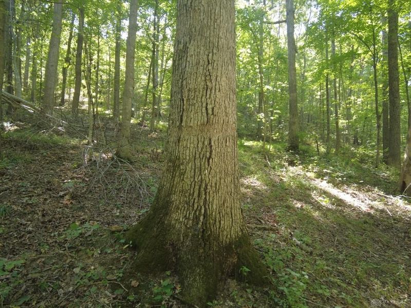 16 Black Hollow Road, Peebles, OH 45660 Photo 6