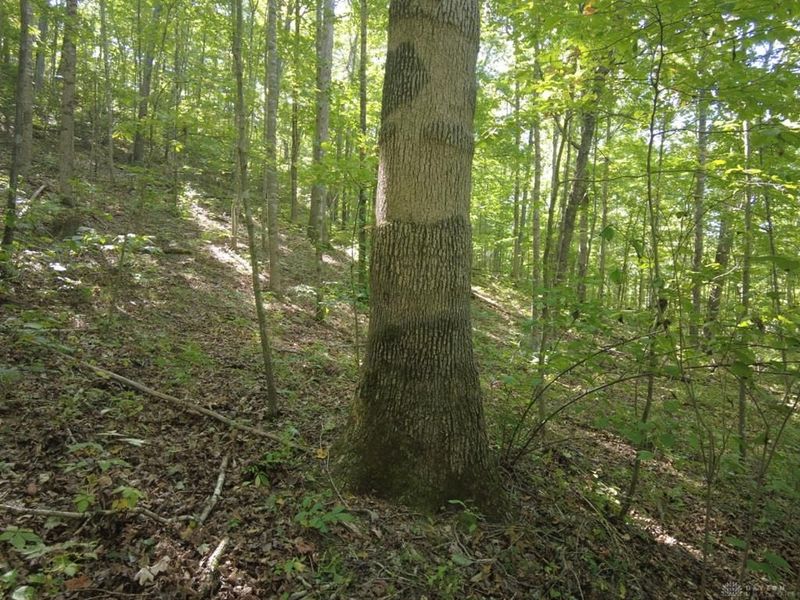 16 Black Hollow Road, Peebles, OH 45660 Photo 9