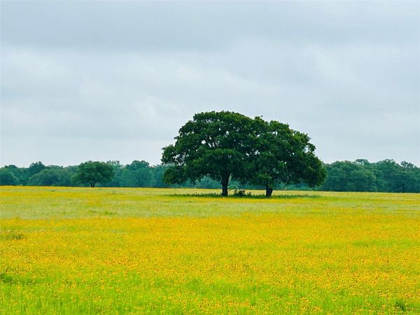 TBD Lot 5 County Road 127 RD, Ledbetter, TX 78946