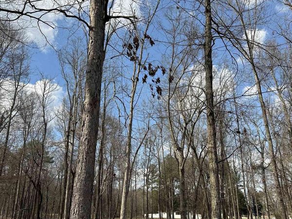 2.5 acres Ghost Hill Road, Trinity, AL 35603