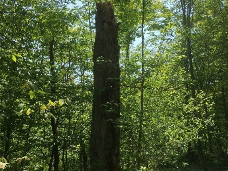 0 Fowlers Mill Road, Chardon, OH 44024 Photo 3