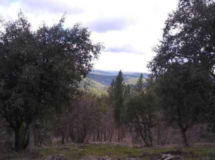 Snowberry Ct, Murphys, CA 95247 Photo