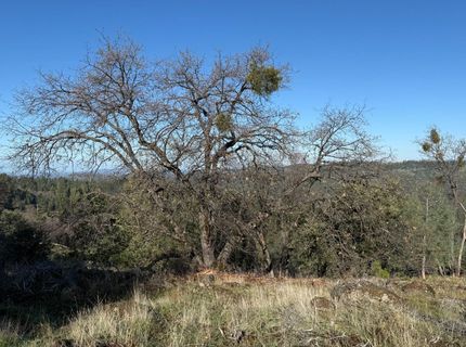 Snowberry Ct, Murphys, CA 95247 Photo