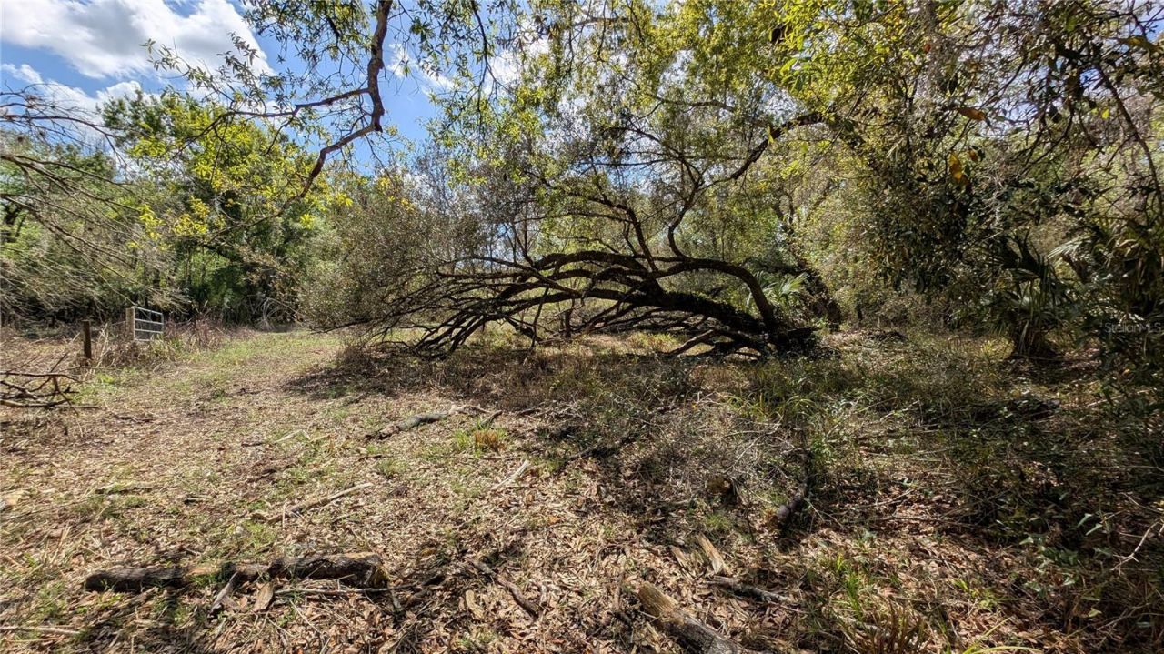 Gillette Road , Zolfo Springs, FL 33890 Photo