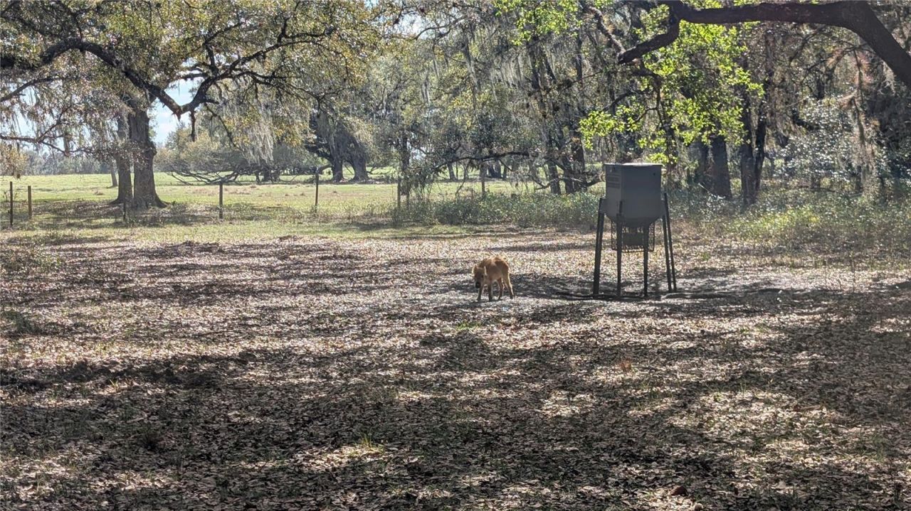 Gillette Road , Zolfo Springs, FL 33890 Photo