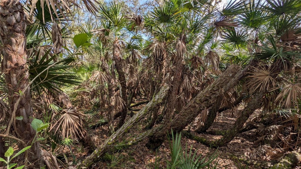 Gillette Road , Zolfo Springs, FL 33890 Photo