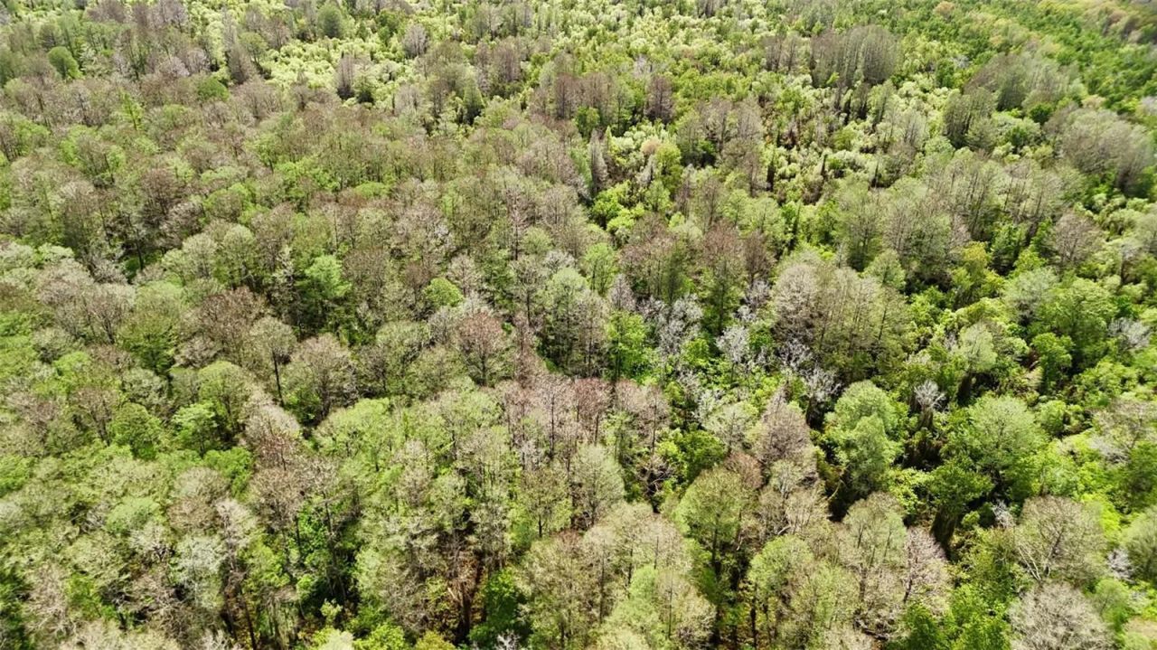 Gillette Road , Zolfo Springs, FL 33890 Photo