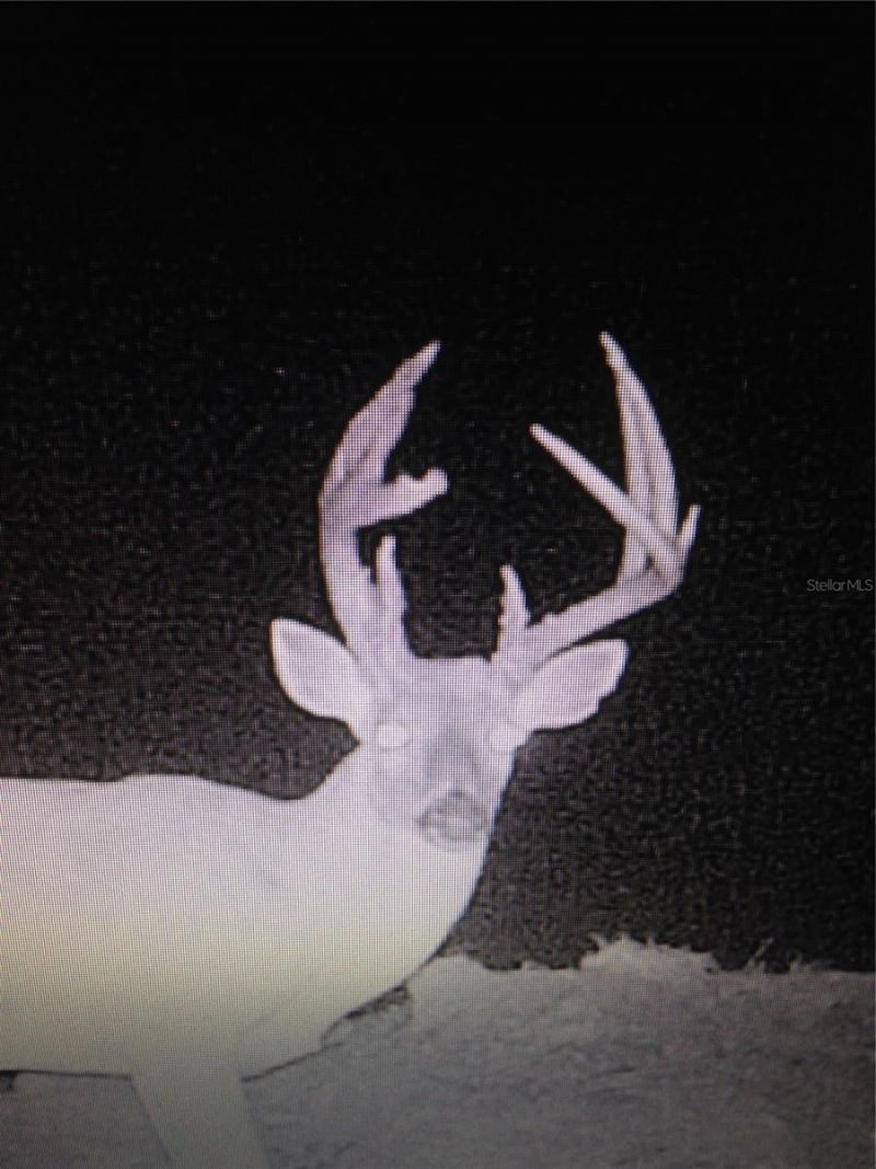 Gillette Road , Zolfo Springs, FL 33890 Photo