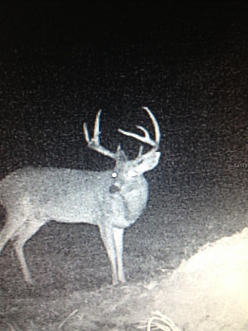 Gillette Road , Zolfo Springs, FL 33890 Photo