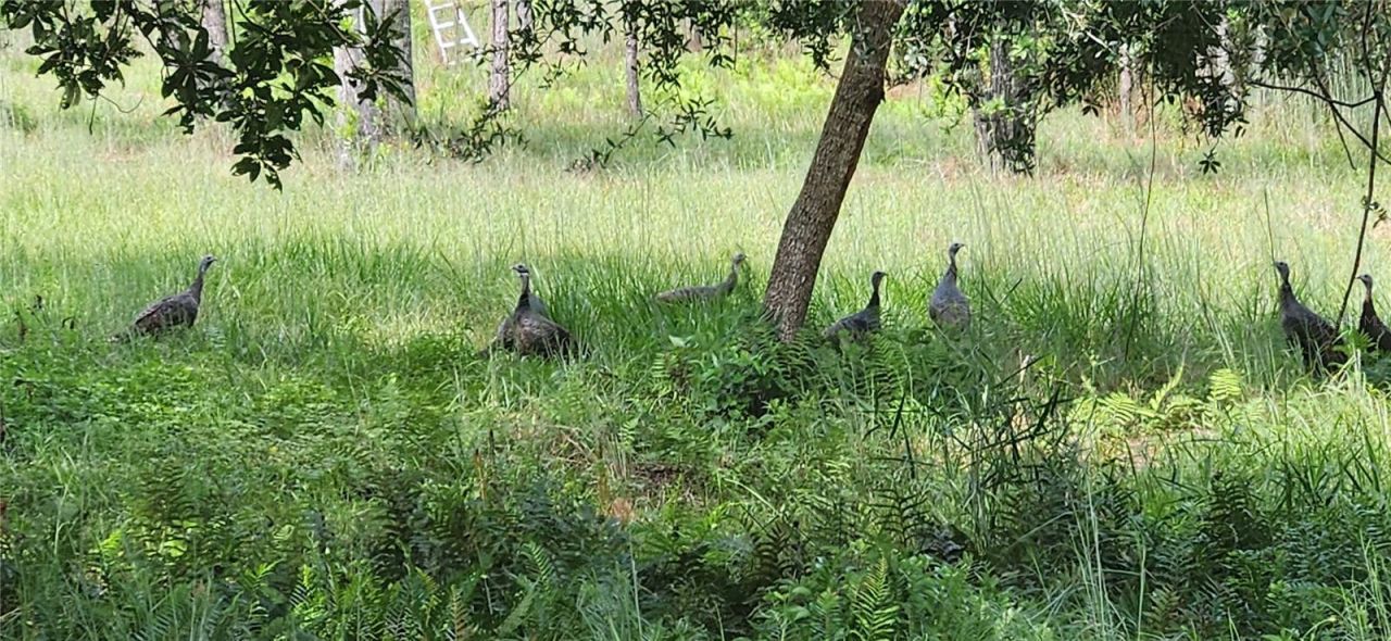 Gillette Road , Zolfo Springs, FL 33890 Photo