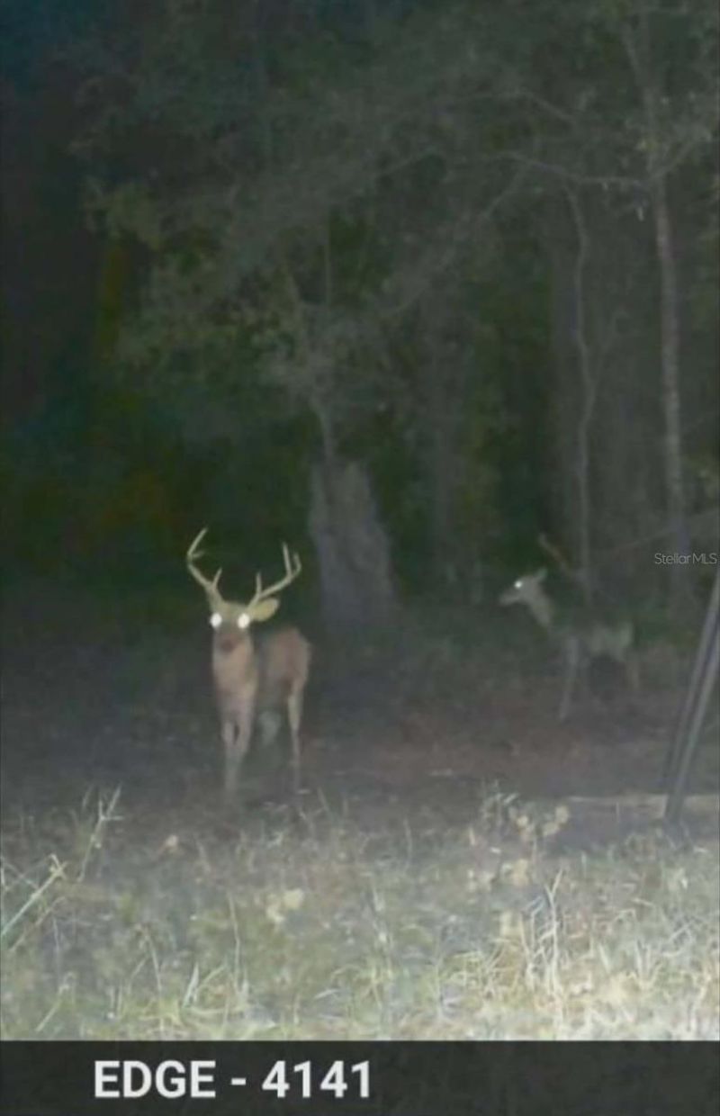 Gillette Road , Zolfo Springs, FL 33890 Photo