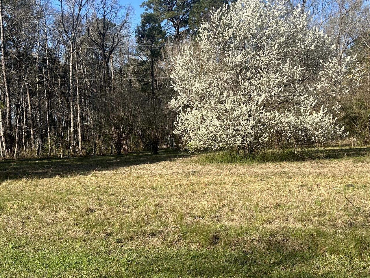 5933 Dixie Plantation Road Photo 22