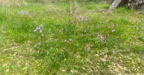 140040 Vincent Fire Road, Tollhouse, CA 93667 Photo