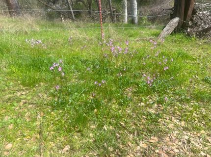 140040 Vincent Fire Road, Tollhouse, CA 93667 Photo