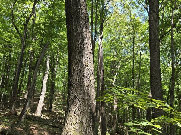 16 Seals Hollow Rd , Woodbury, TN 37190