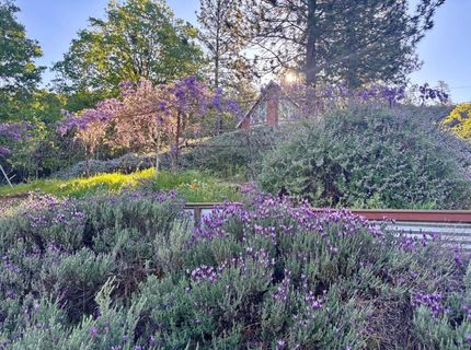 10285 Ponderosa Way, Pine Grove, CA 95665 Photo